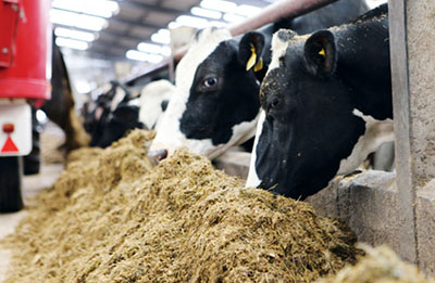Animal Feed